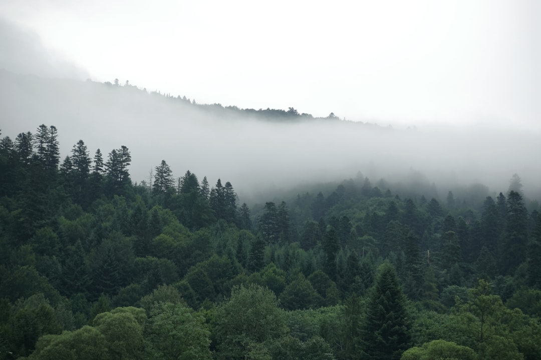 a forest covered in fog and low lying clouds a forest covered in fog and low lying clouds