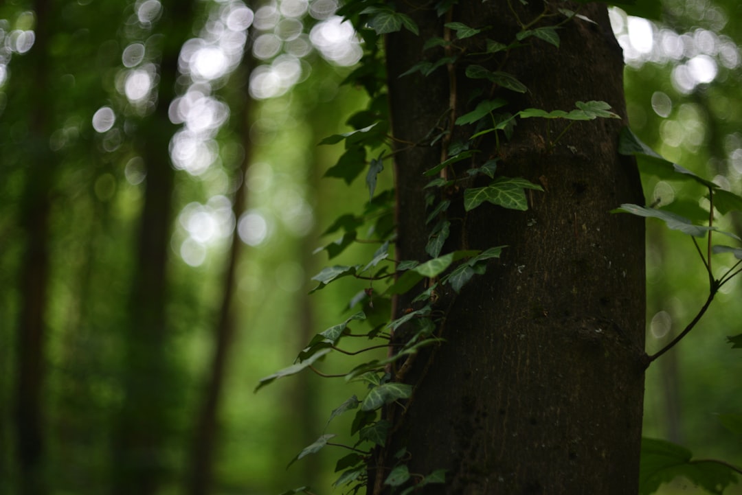 a tree with vines growing on it in a forest a tree with vines growing on it in a forest